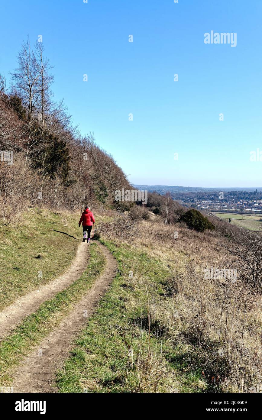 Une femme mûre qui marche dans une veste rouge sur North Downs Way lors d'une journée hivernale ensoleillée à Ranmore Common Dorking Surrey, Angleterre, Royaume-Uni Banque D'Images
