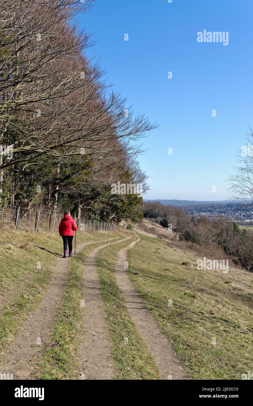 Une femme mûre qui marche dans une veste rouge sur North Downs Way lors d'une journée hivernale ensoleillée à Ranmore Common Dorking Surrey, Angleterre, Royaume-Uni Banque D'Images