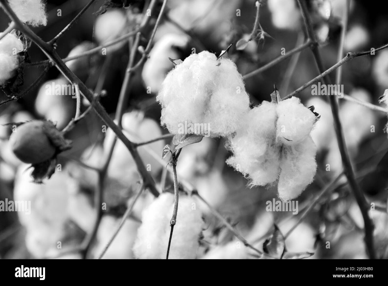 Levant Cotton au Guatemala, en amérique centrale. Gossypiumherbaceum Banque D'Images