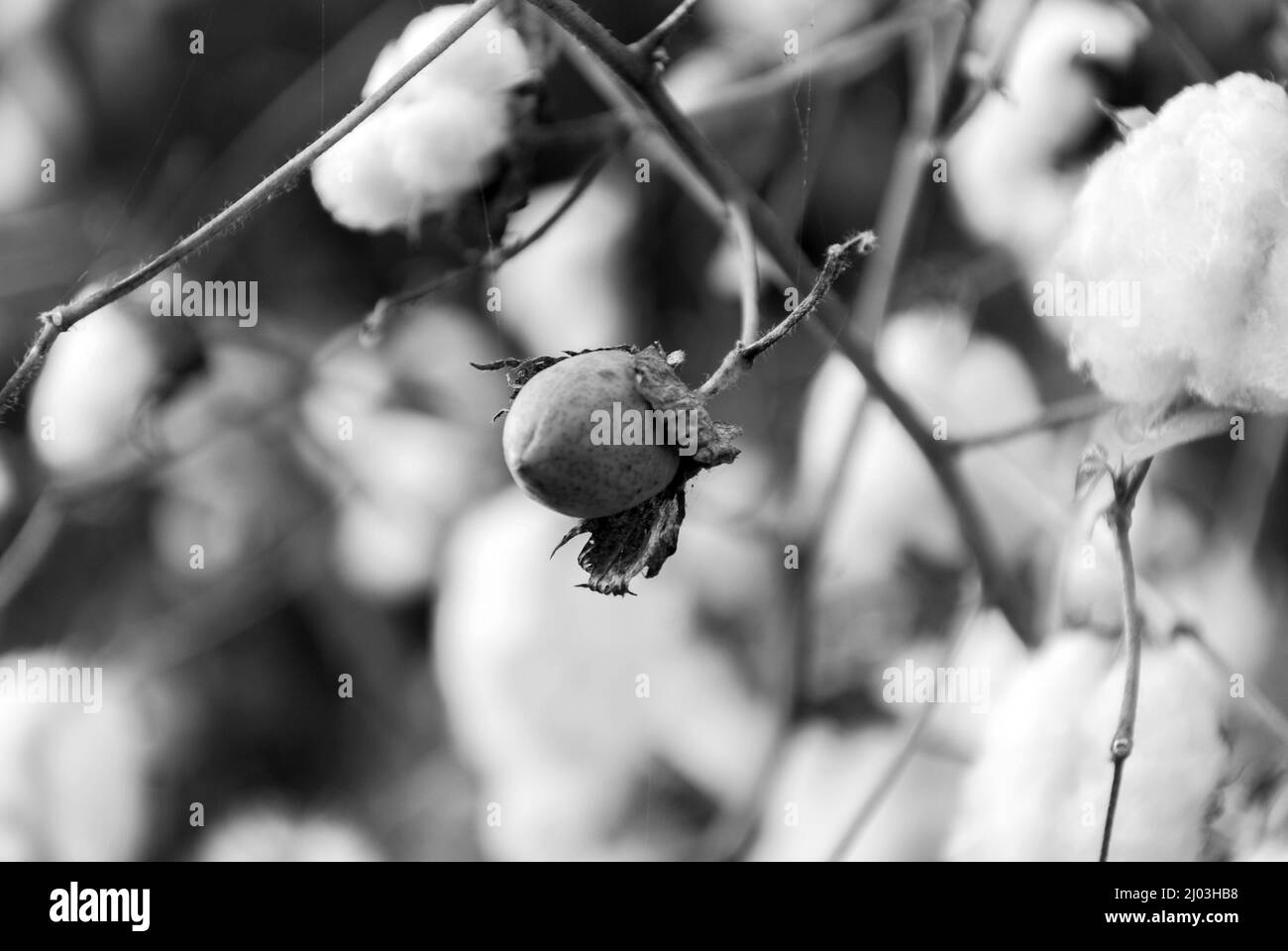 Levant Cotton au Guatemala, en amérique centrale Banque D'Images