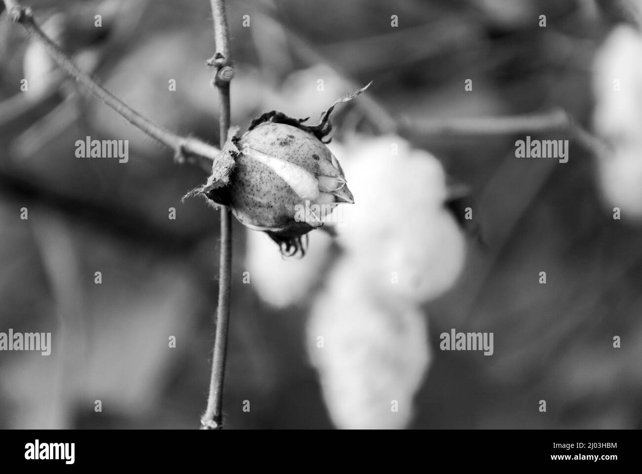 Levant Cotton au Guatemala, en amérique centrale Banque D'Images