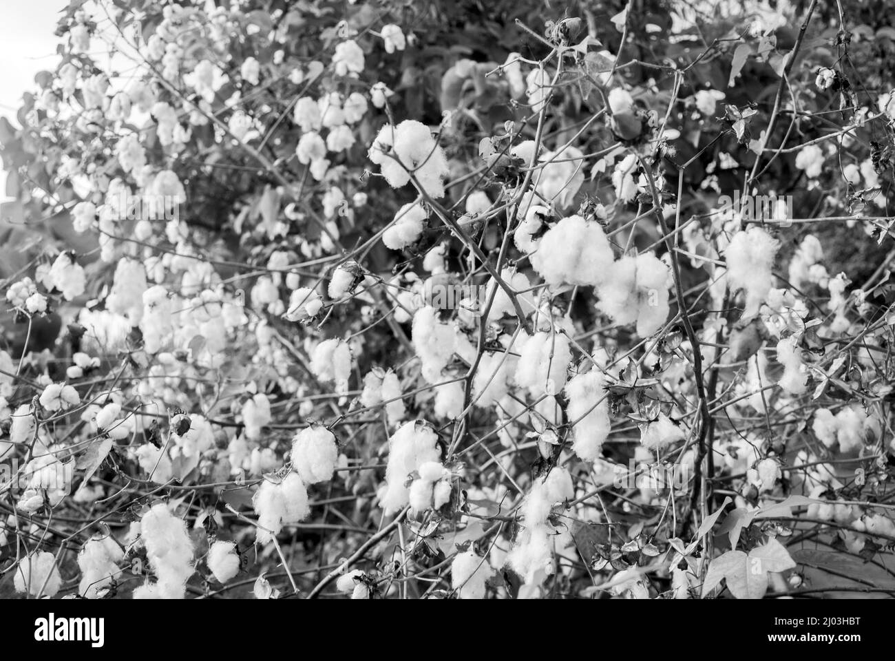 Levant Cotton au Guatemala, en amérique centrale Banque D'Images