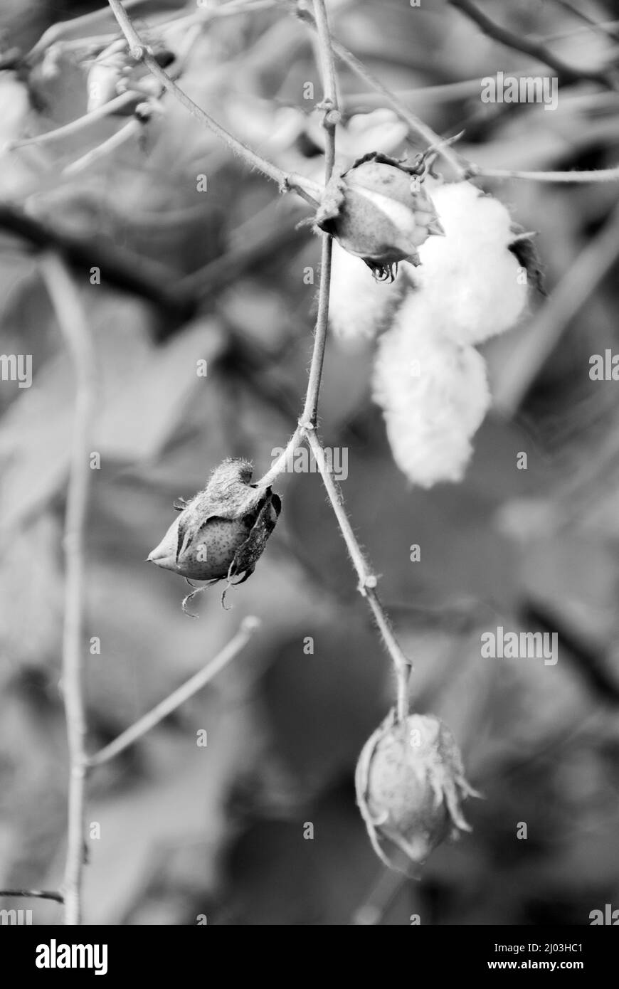 Levant Cotton au Guatemala, en amérique centrale Banque D'Images