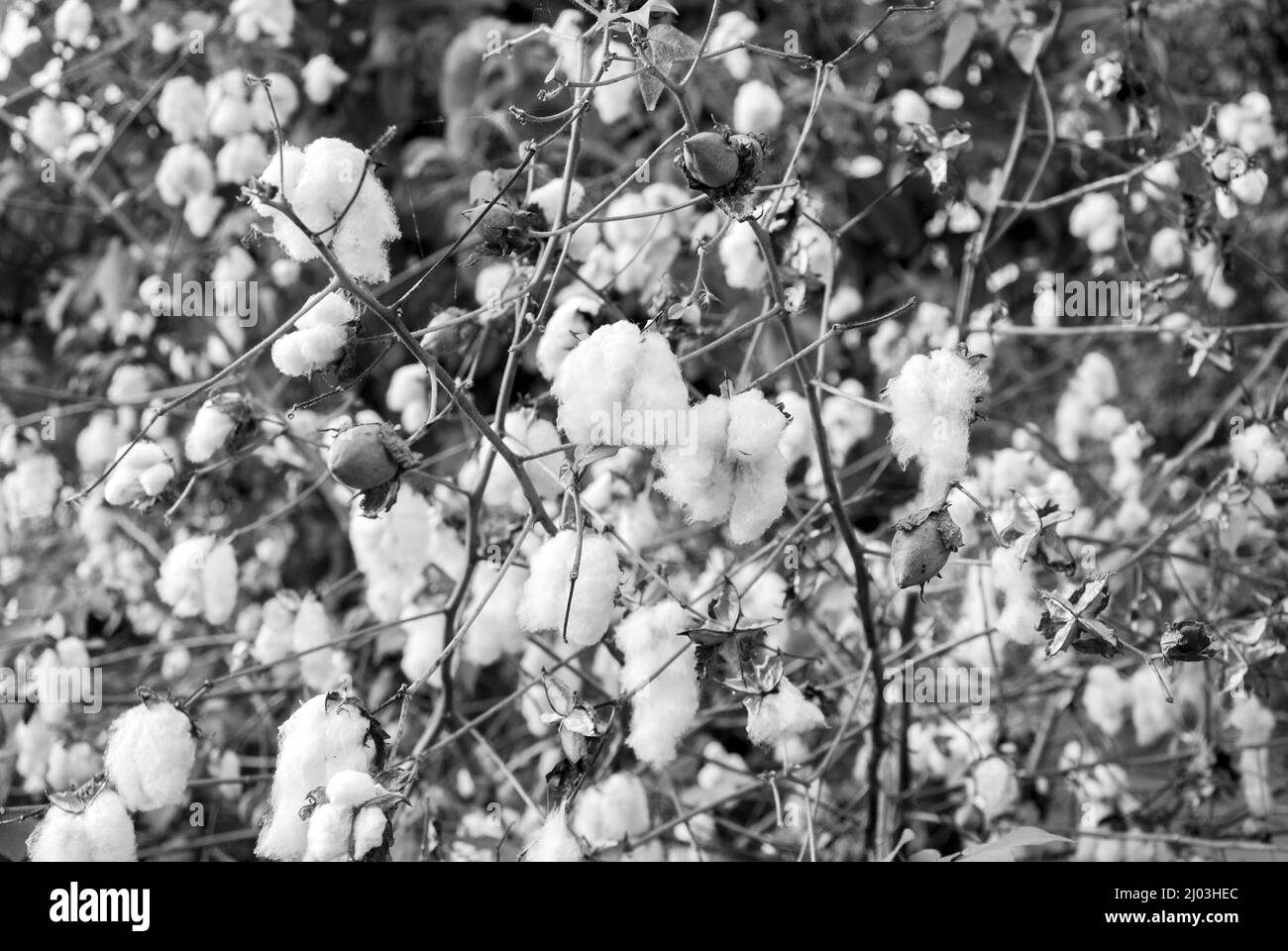 Levant Cotton au Guatemala, en amérique centrale Banque D'Images