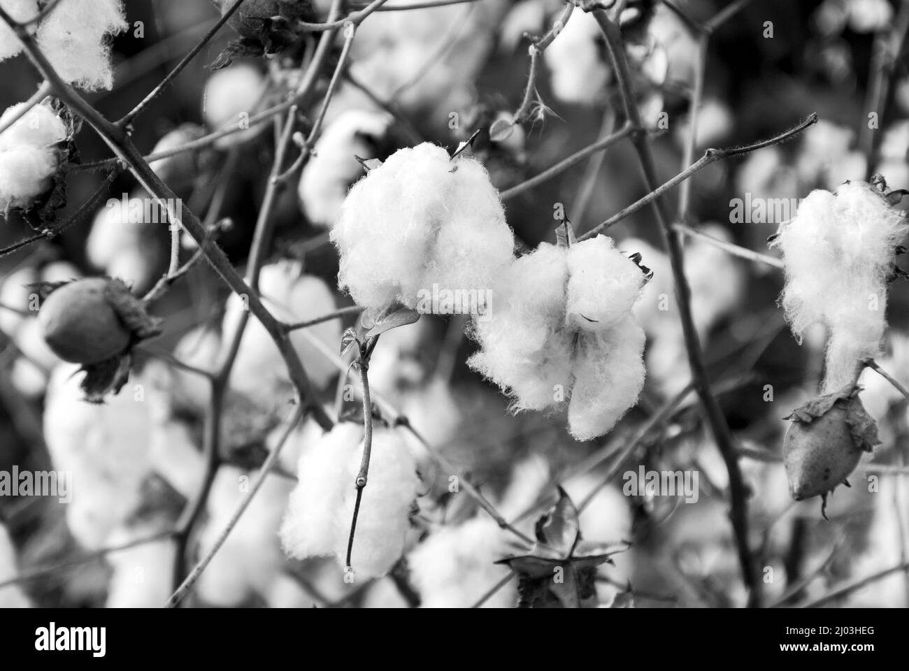 Levant Cotton au Guatemala, en amérique centrale Banque D'Images