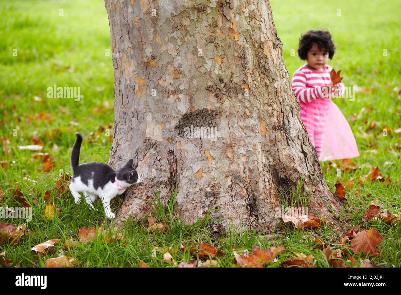Masquer et rechercher. Chaton se cachant derrière un arbre et à la recherche de son jeune propriétaire. Banque D'Images