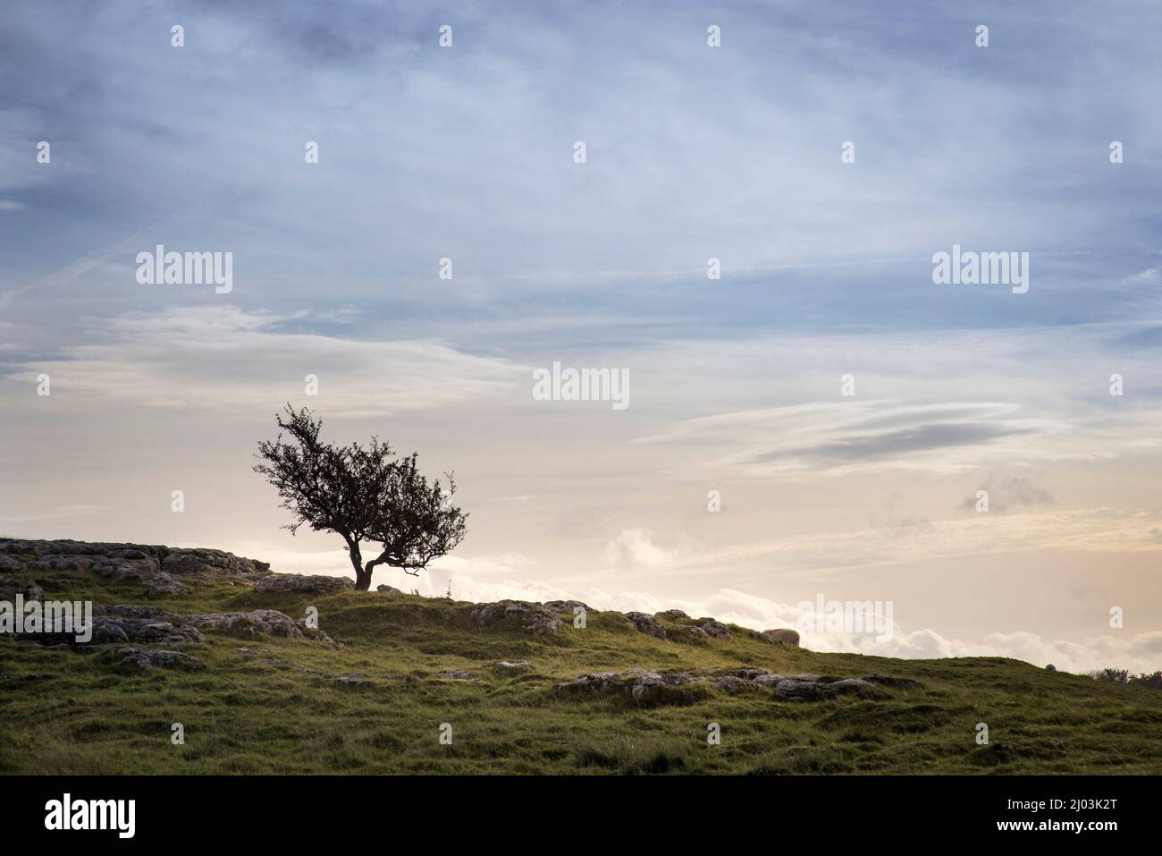 Arbre unique balayé par le vent sur la ligne d'horizon, Yorkshire Dales, Royaume-Uni Banque D'Images