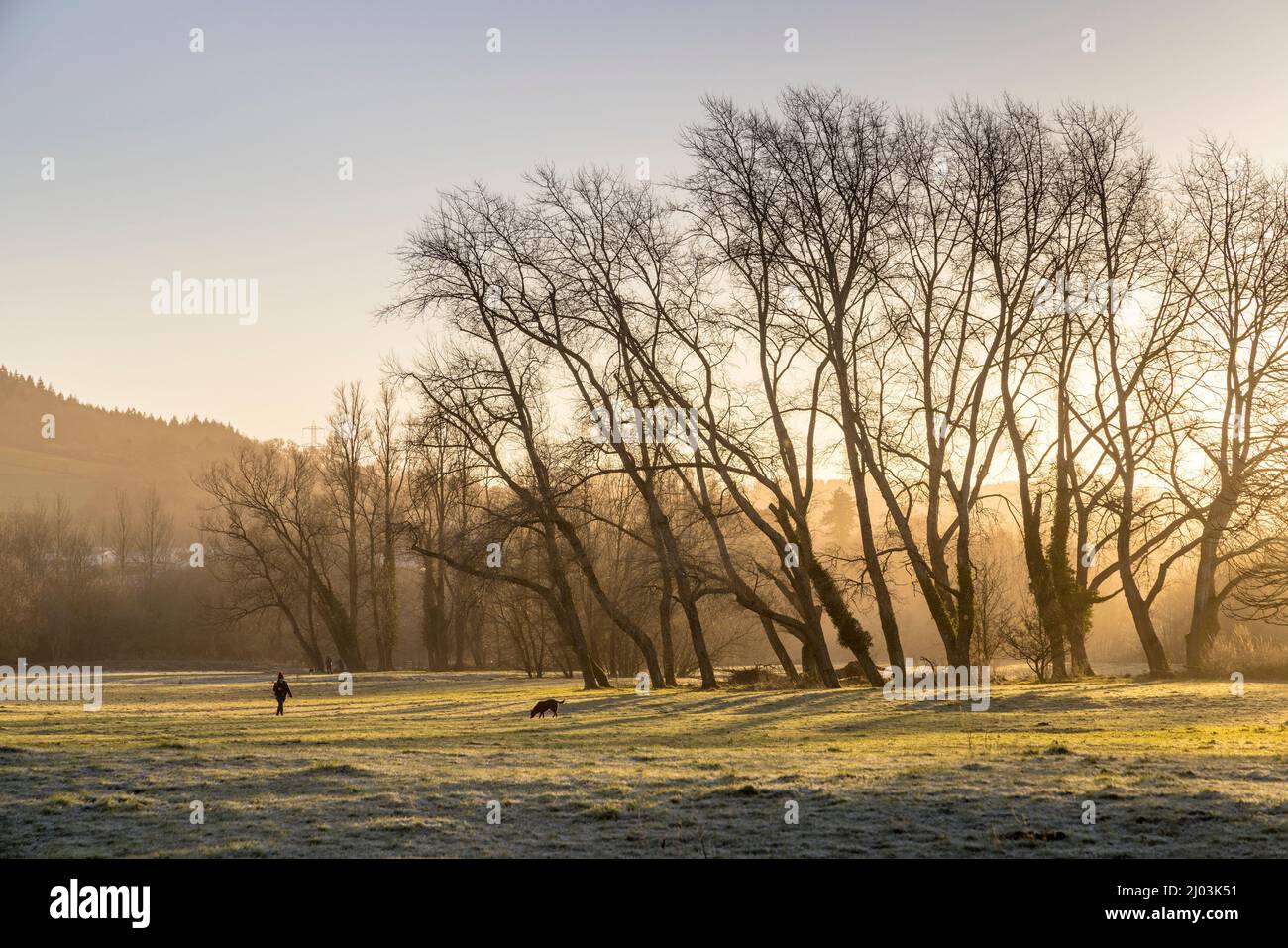 Promeneur de chiens au lever du soleil sur Castle Meadows, Abergavenny, pays de Galles, Royaume-Uni Banque D'Images