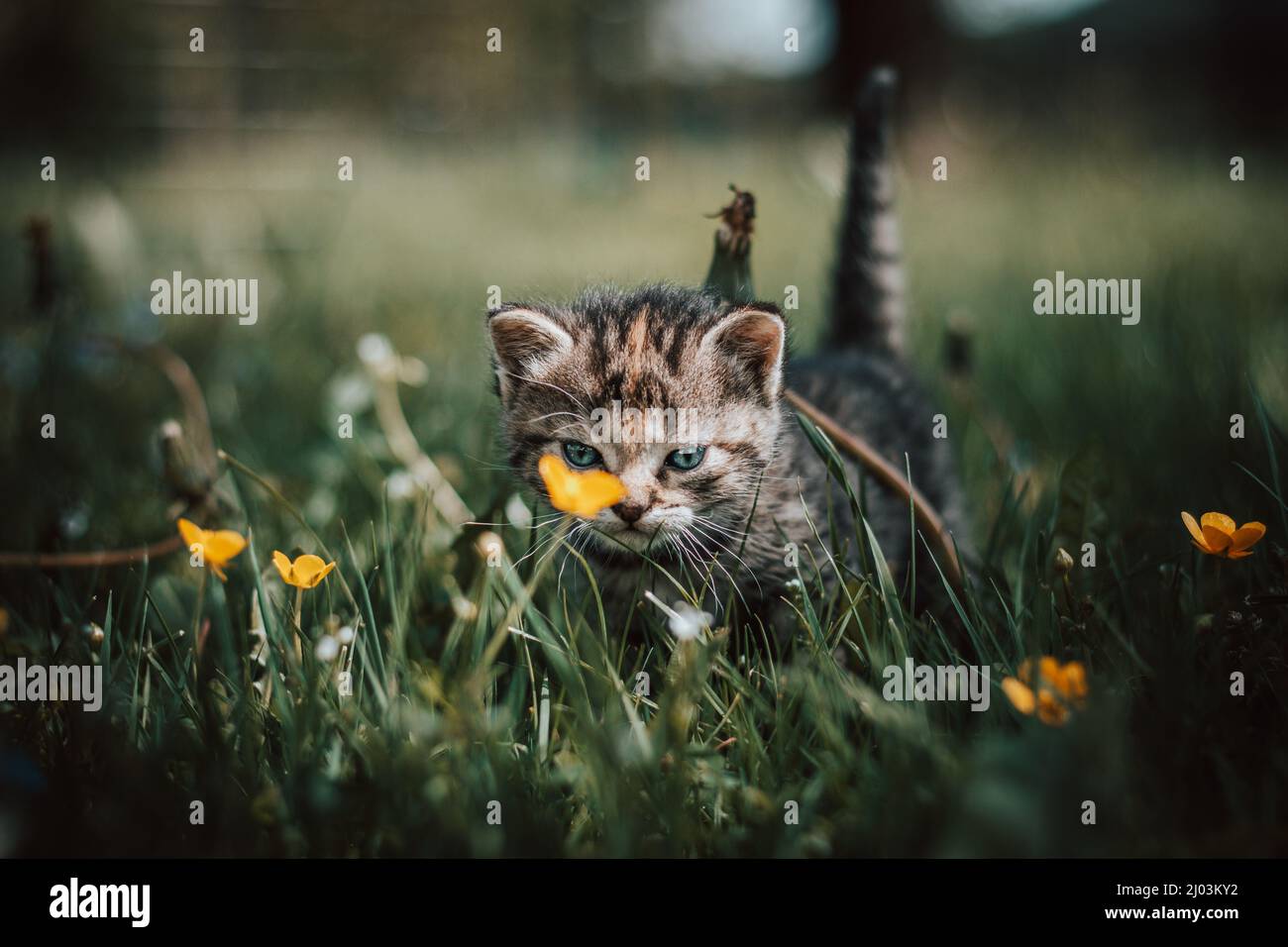 Un nouveau-né innocent chat domestique découvre la faune autour de la maison et subit un développement immédiat concernant de nouvelles sensations. Bleu-yeux gris et noir Banque D'Images