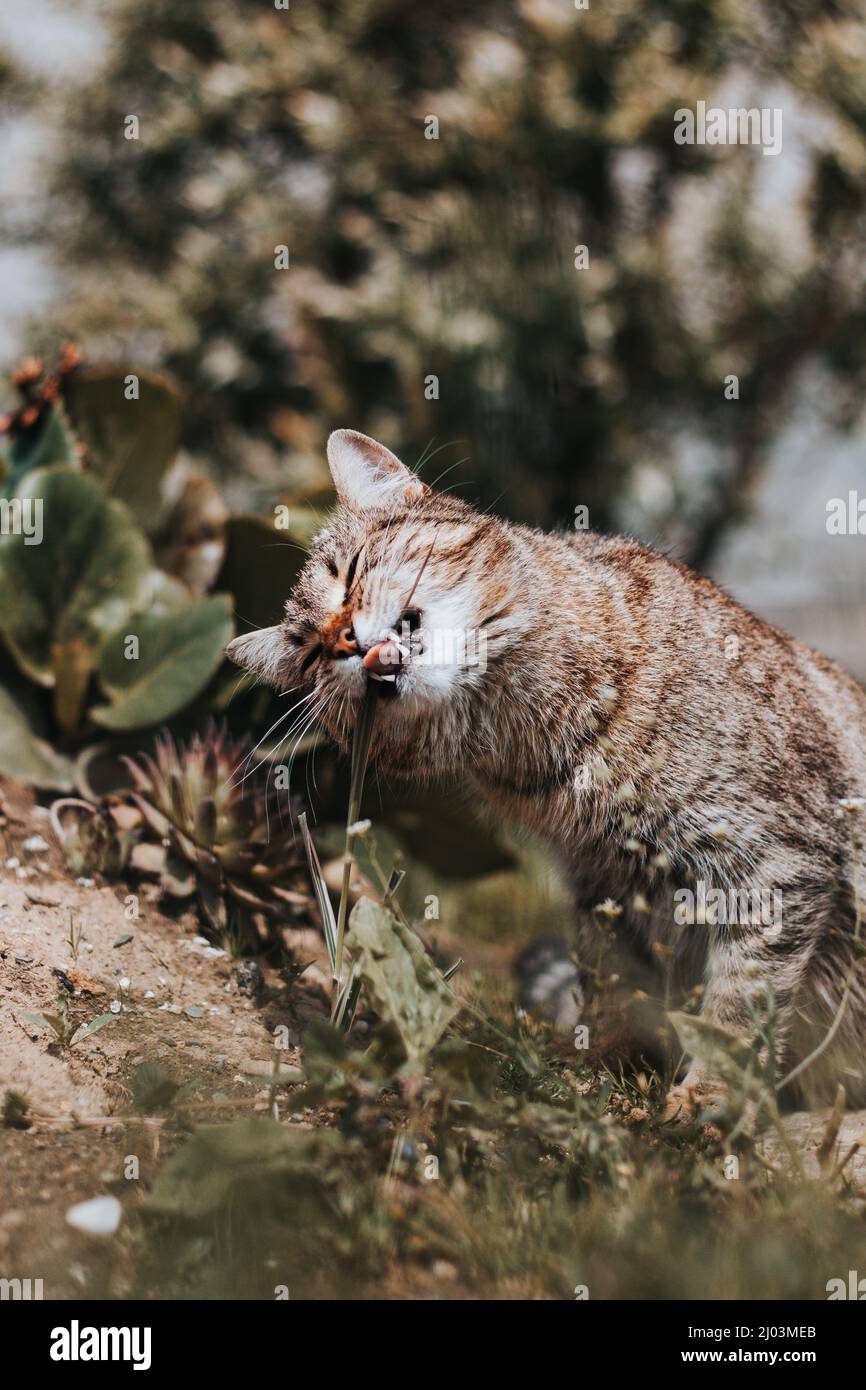 La mère de poussette prend des vacances bien méritées de ses tout-petits. Un félin catus domesticus manger des pousses d'herbe pour une meilleure digestion. Pays Banque D'Images