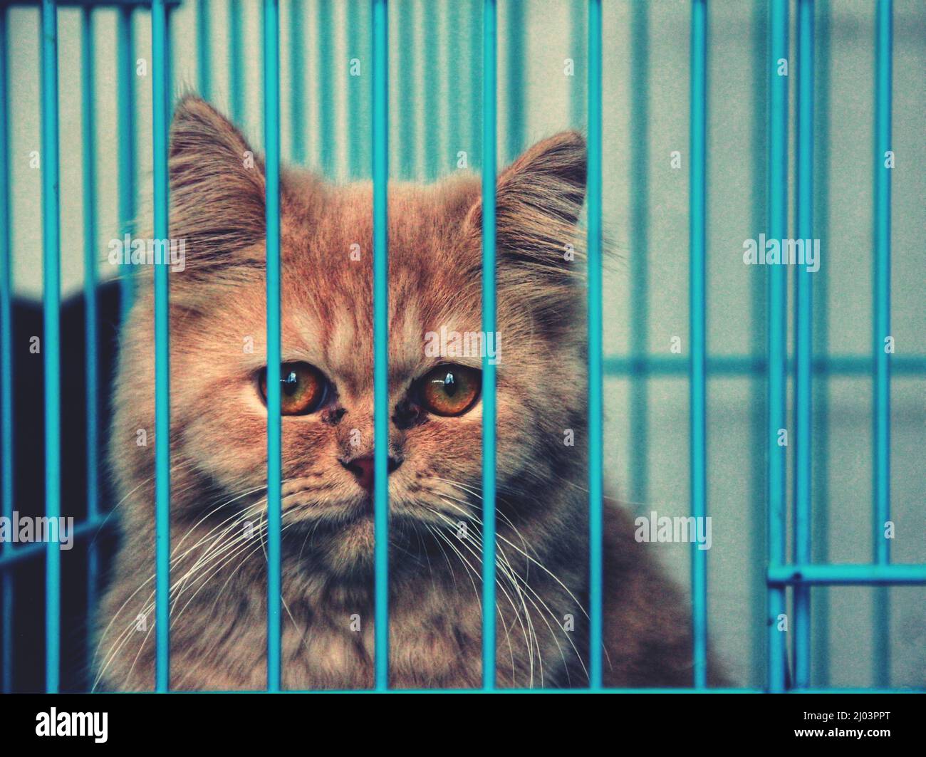 chat dans une cage Banque D'Images