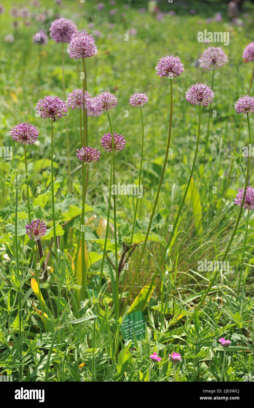Allium Mars fleurit dans un jardin en juin Banque D'Images