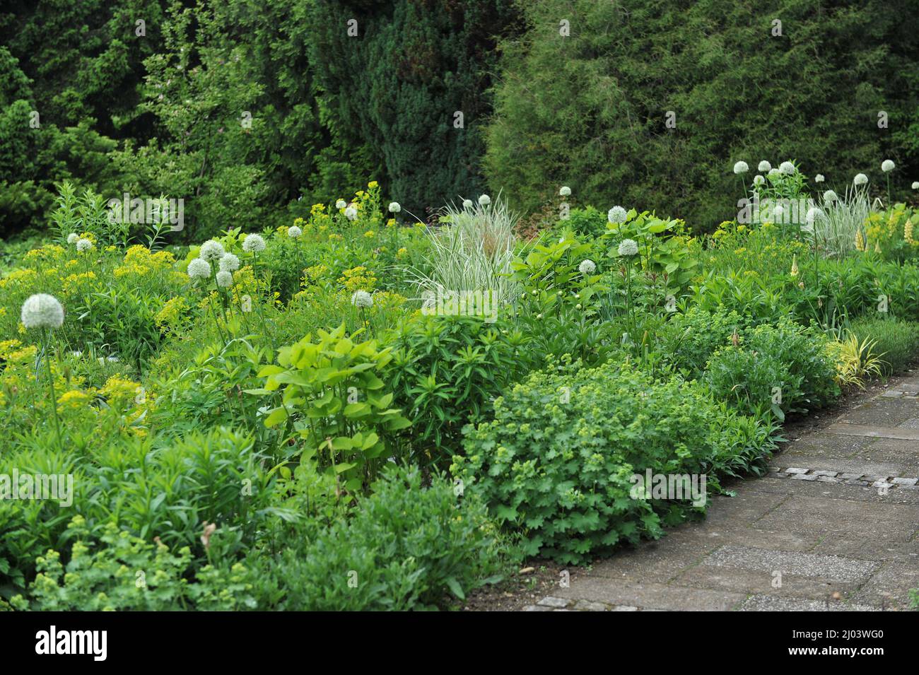 Blanc Allium stipitatum le mont Everest fleurit dans un jardin en juin Banque D'Images