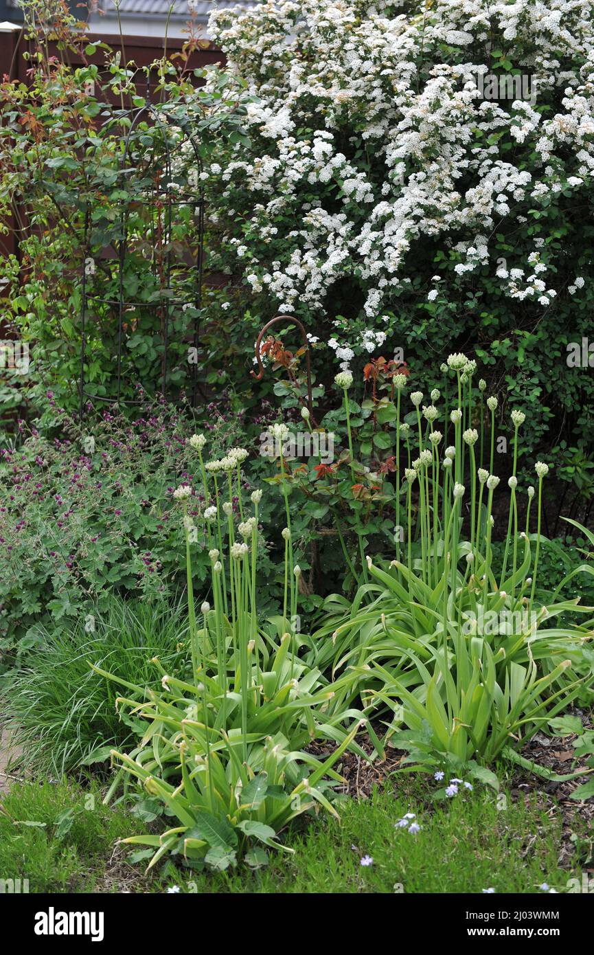 L'ail noir (Allium nigrum) fleurit dans un jardin en mai. Spiraea vanhouttei et dusky cranesbill (Geranium phaeum) fleur de printemps d'or en arrière-plan Banque D'Images