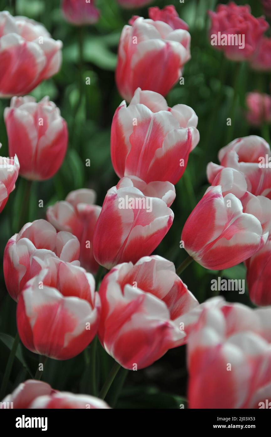 Rose aux bords blancs tulipes de Triumph (Tulipa) Lech Walesa fleurissent dans un jardin en avril Banque D'Images