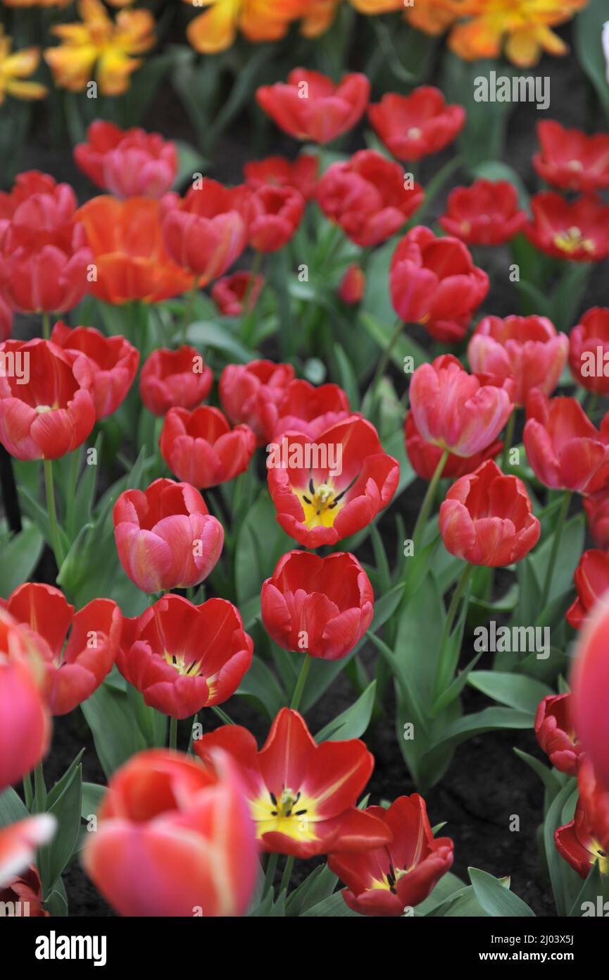 Tulipes rouge et jaune (Tulipa) l'orange Leen fleurit dans un jardin en avril Banque D'Images