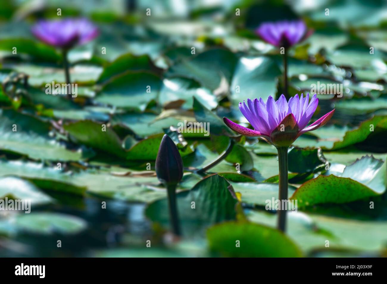 Violet, Rose, Bleu, eau, Lily, Aquatique, Fleur, Nymphée nouchali, Nymphée stellata, Étang, Bloom, Focus, Banque D'Images