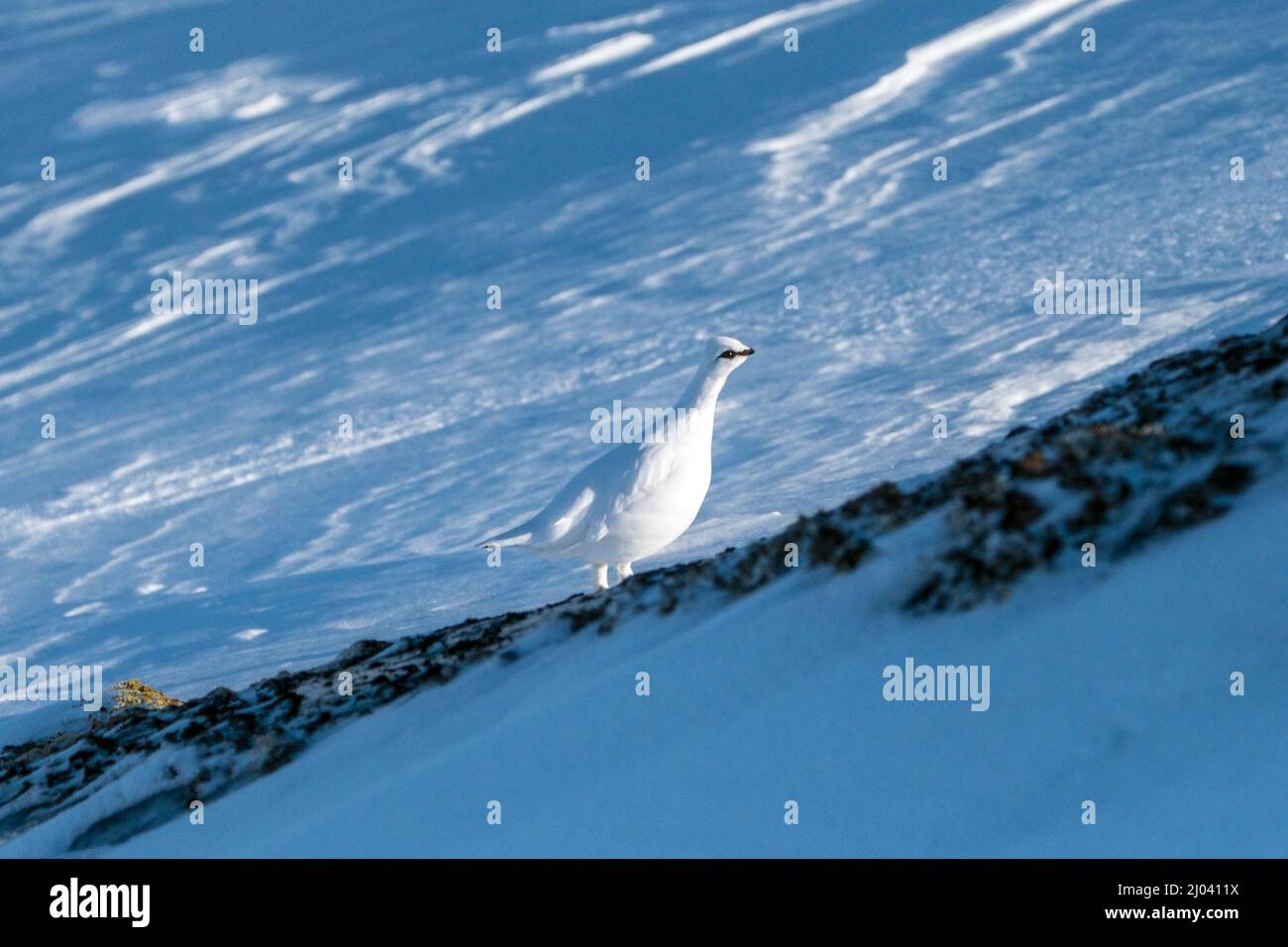 Un Ptarmigan blanc dans la région de Trollheim en Norvège en hiver Banque D'Images
