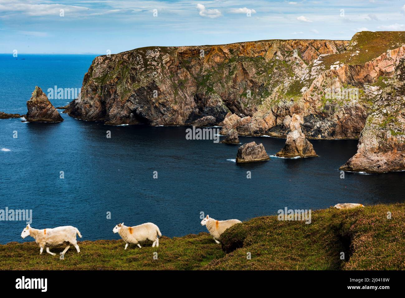 Moutons marchant le long de Cliff Top sur l'île d'Arranmore, Burtonport, comté de Donegal, Irlande Banque D'Images