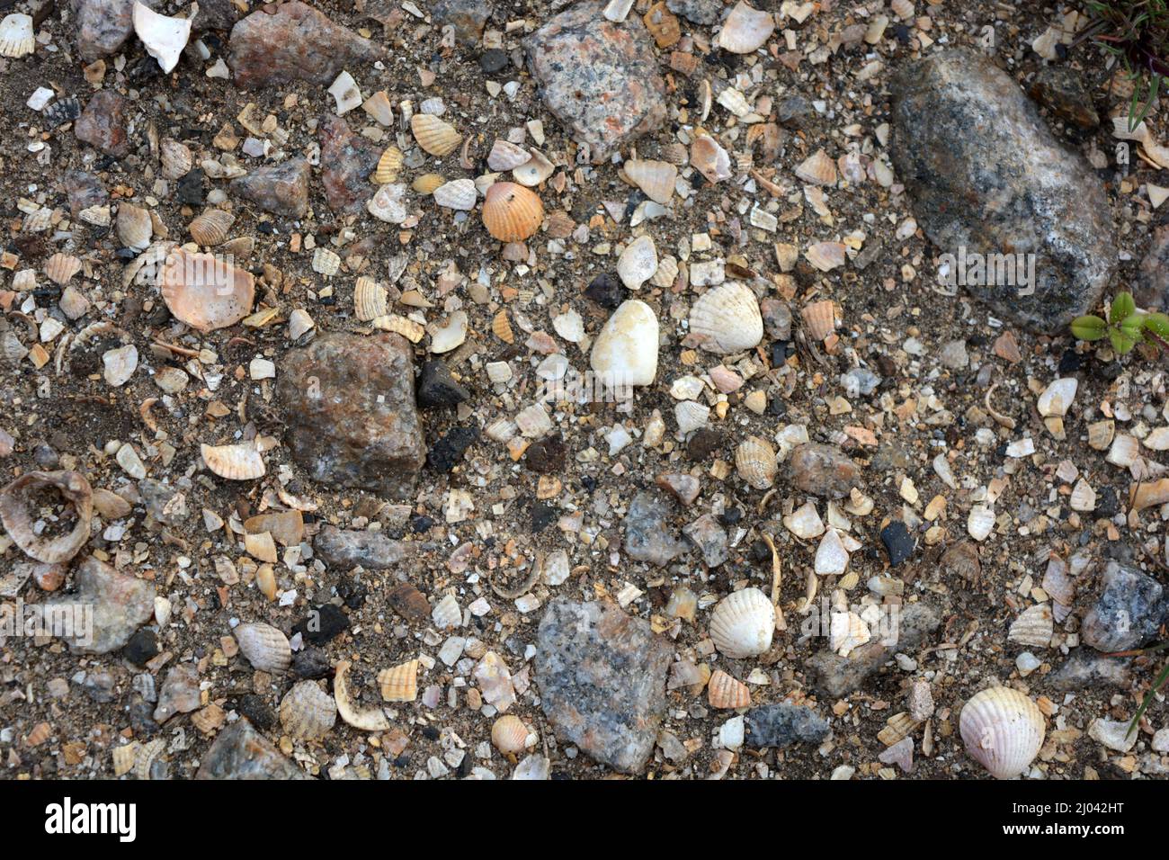 Terre, sol sablonneux avec de petites coquilles de différentes tailles, pierres grises et noires. Banque D'Images