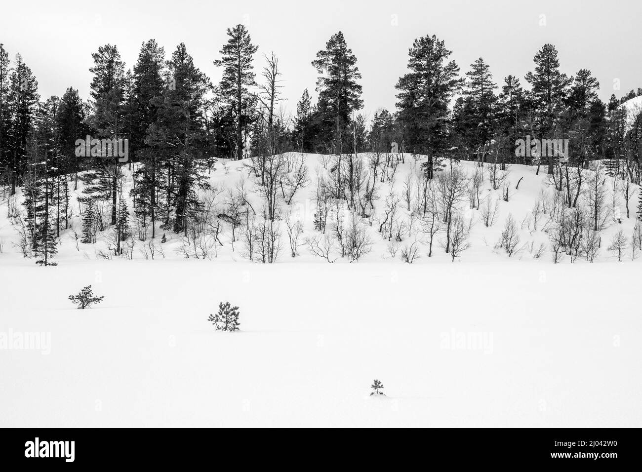 Neige et arbres, région de Trollheim en Norvège en hiver Banque D'Images