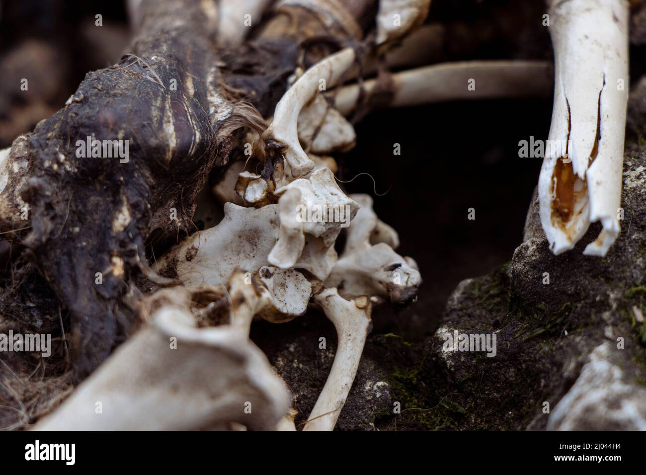 Squelette exposé et os cassés d'une carcasse de renard Banque D'Images