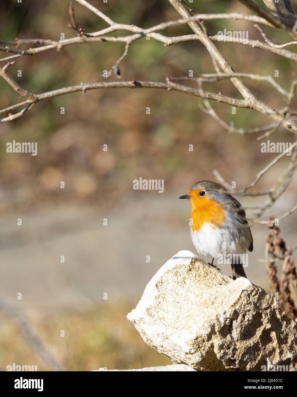 Oiseaux sauvages : robin européen ( erithacus rubecula ) assis sur une pierre Banque D'Images