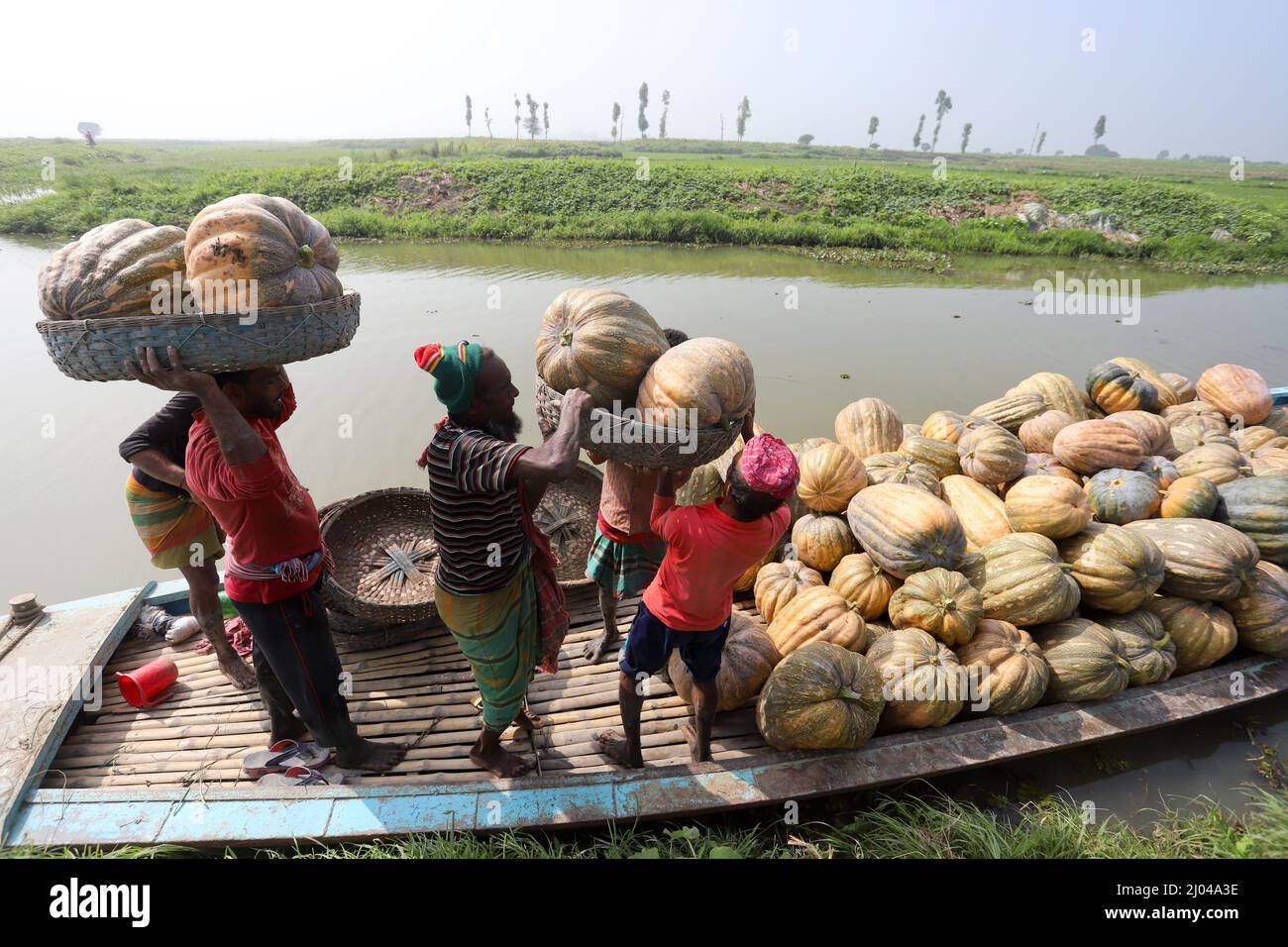 Les agriculteurs récoltent des citrouilles de leur champ de culture à Arial Beel, dans le district de Munshiganj, au Bangladesh. Banque D'Images