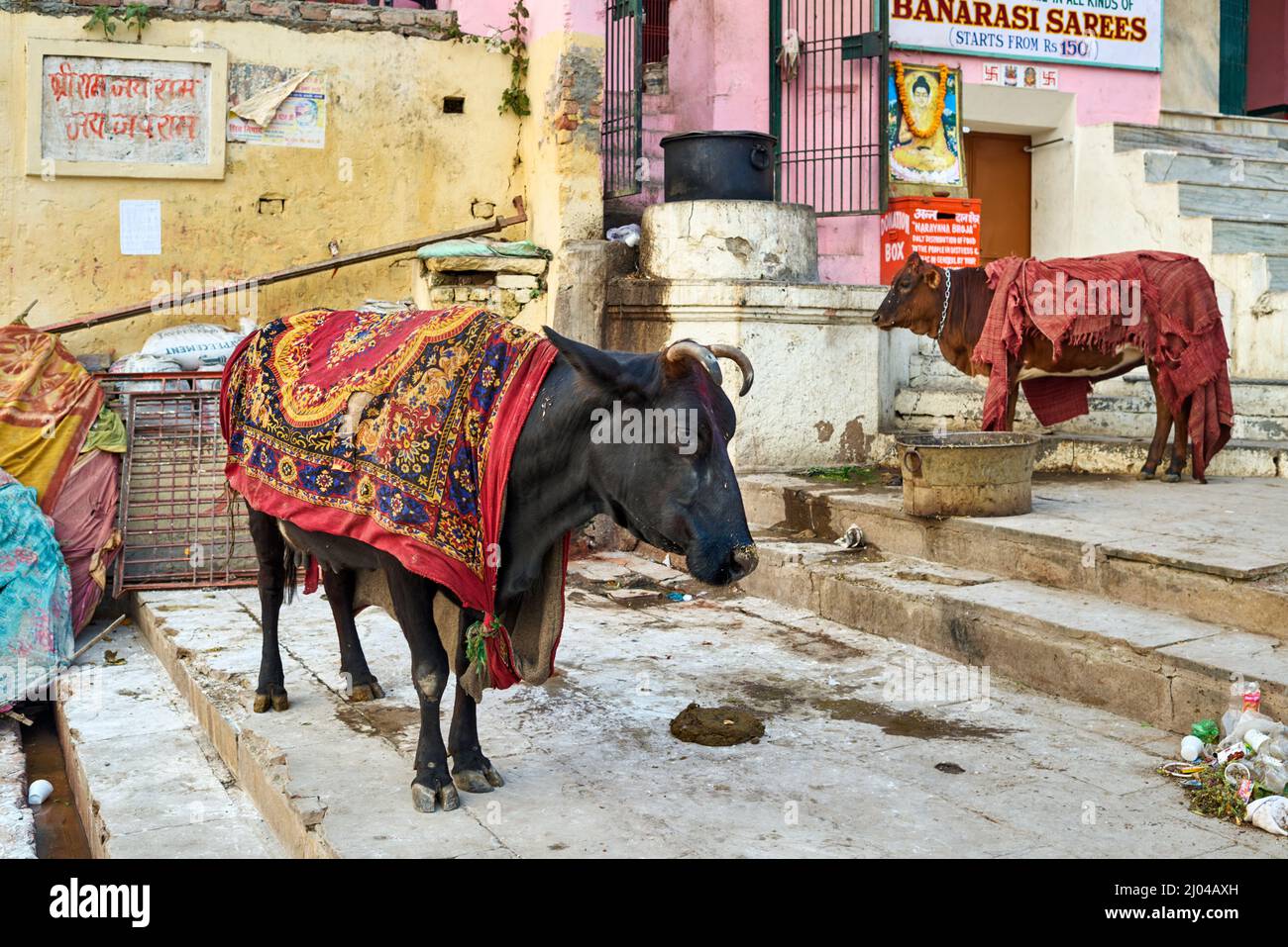 Inde. Varanasi Benares Uttar Pradesh. Les vaches saintes dans les rues Banque D'Images