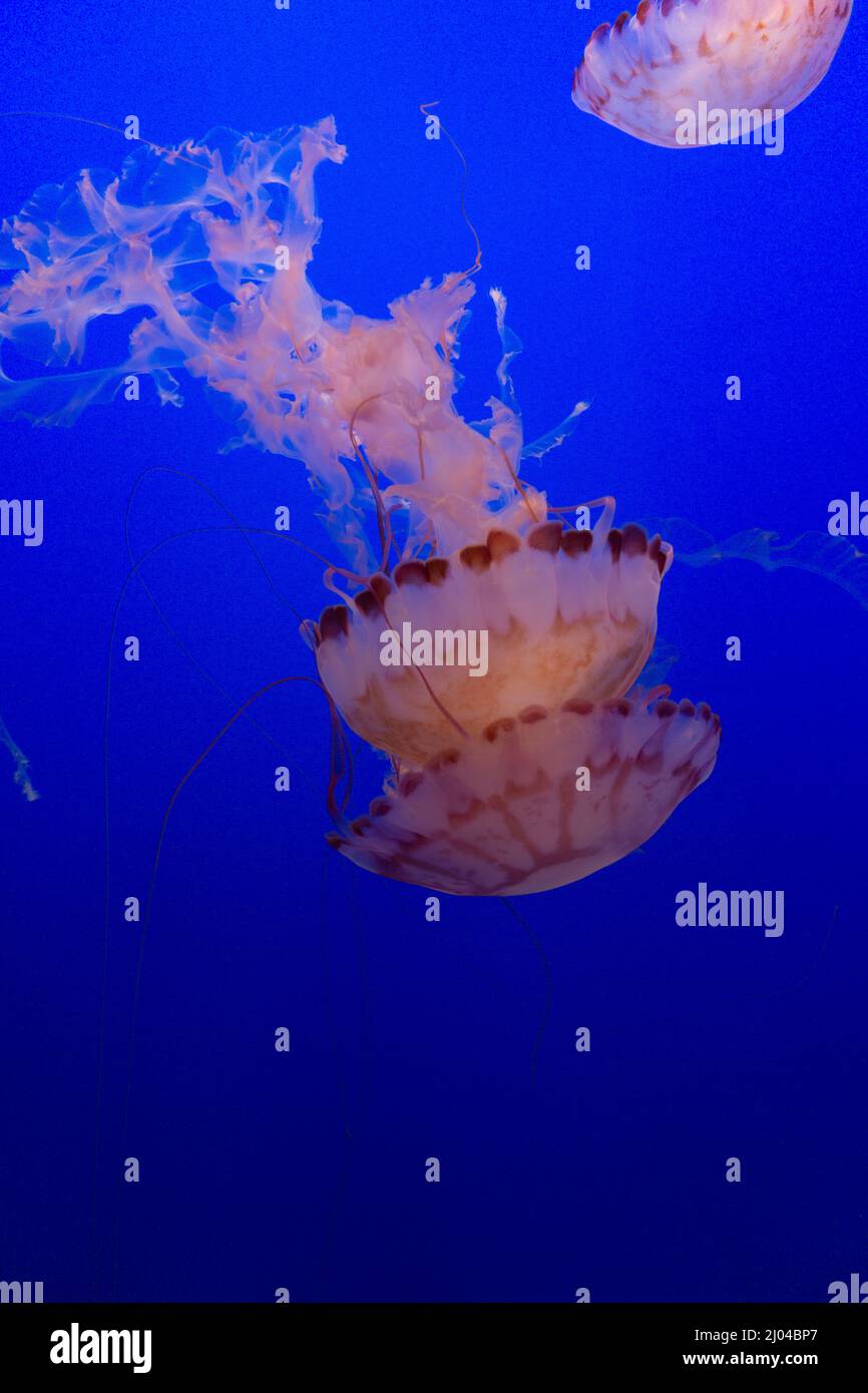 Méduses de l'aquarium de la baie de Monterey. Banque D'Images