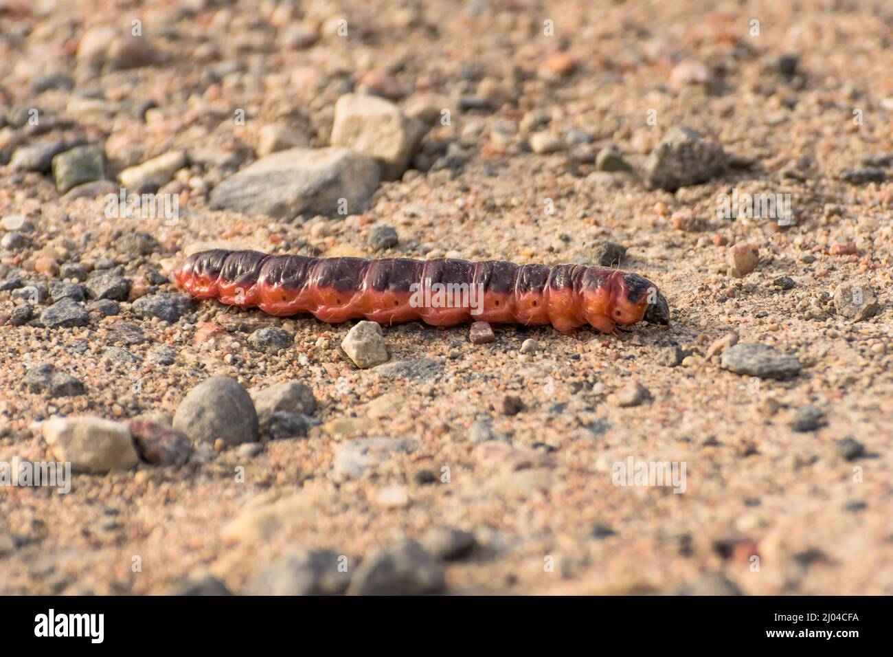 Une chenille épaisse de grande taille traverse le sable de la terre dans la forêt Banque D'Images