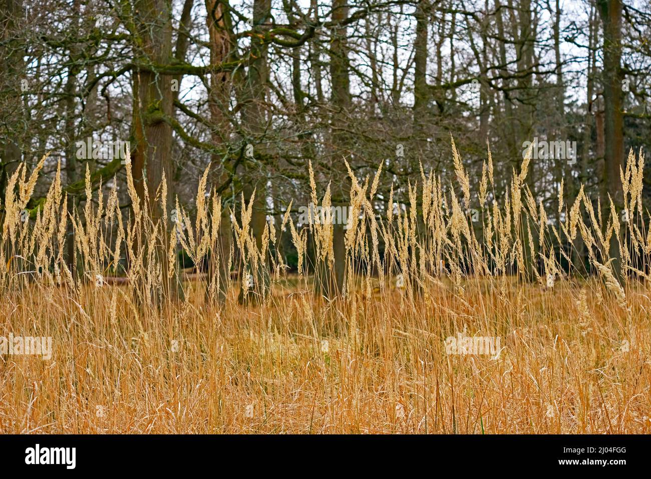 À travers l'herbe ! Vue sur la forêt. Woburn, Angleterre Banque D'Images