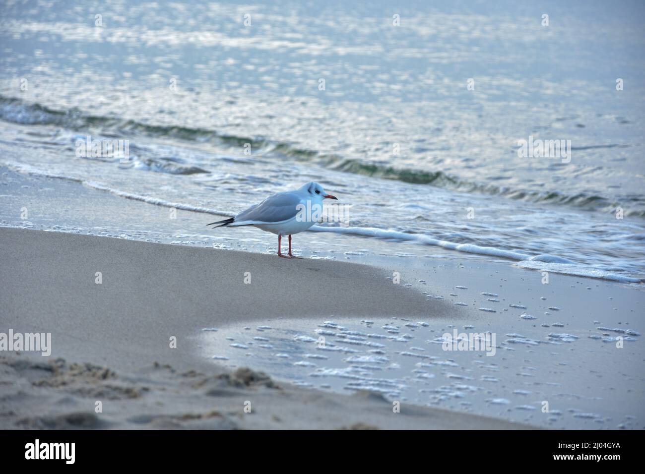 Photo d'un mouette debout sur la plage Banque D'Images
