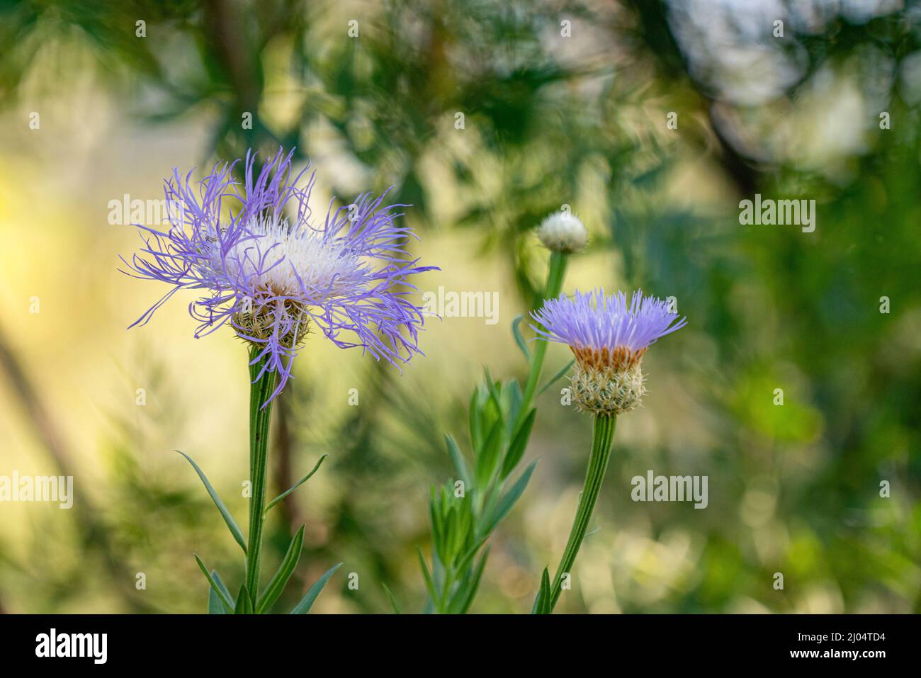 Fleurs piquantes Banque de photographies et d'images à haute résolution -  Alamy