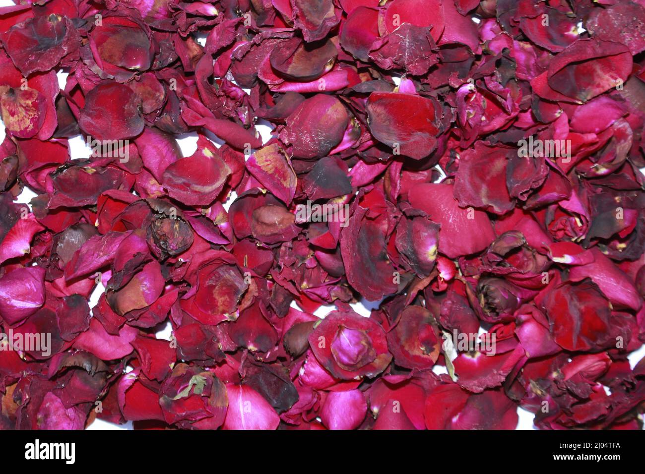 Pétales de rose séchés rouge foncé gros plan, fleur de rose séchée rouge foncé sur fond doux de pétales parfumés secs. Banque D'Images