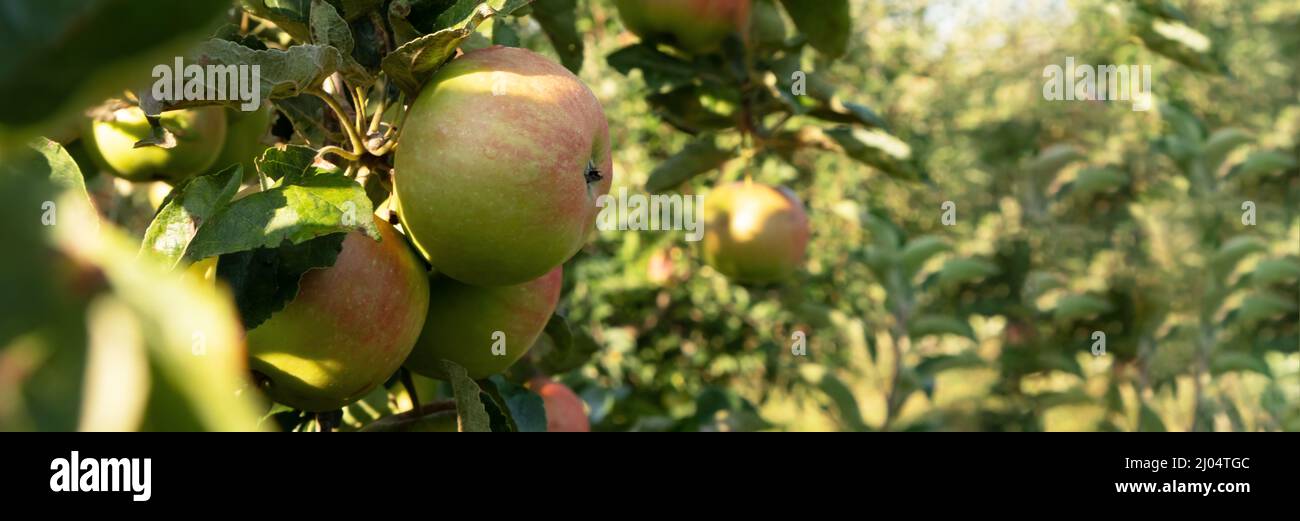 Verger de pommes. Pommes mûres dans le jardin prêtes pour la récolte. Banque D'Images