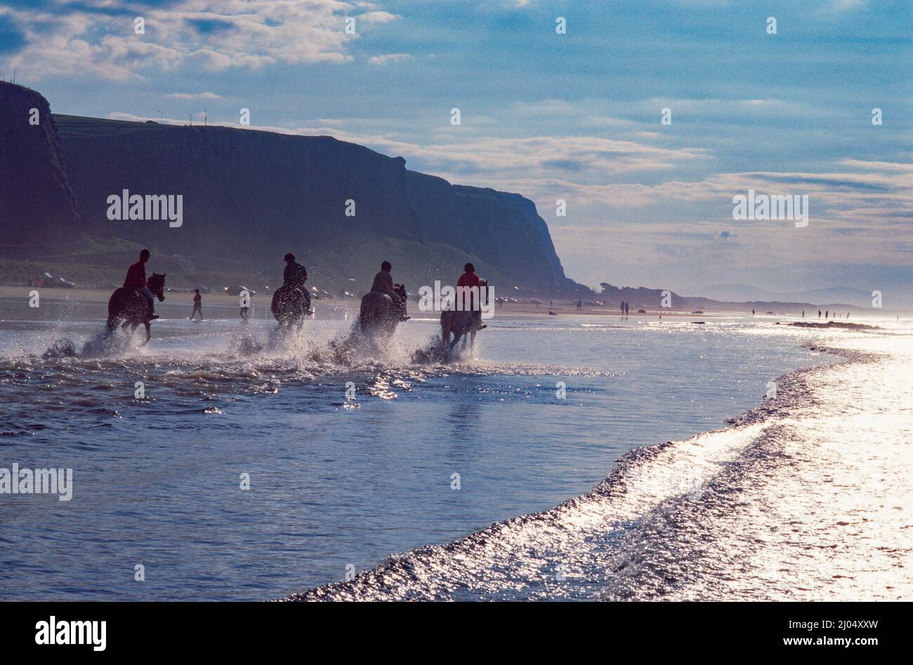 Chevaux sur Downhill Strand, Mussenden, Comté de Derry, Irlande du Nord Banque D'Images