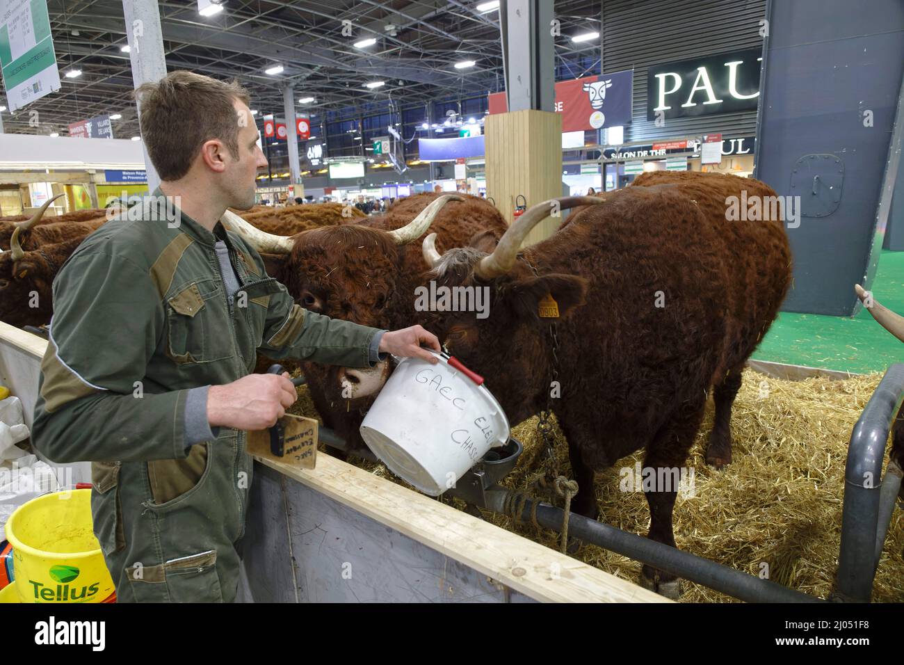 Paris, France. 3 mars 2022, Homme nourrissant les vaches avec un seau de graini au salon international de l'agriculture, le 3 mars 2022 à Paris, France. Banque D'Images