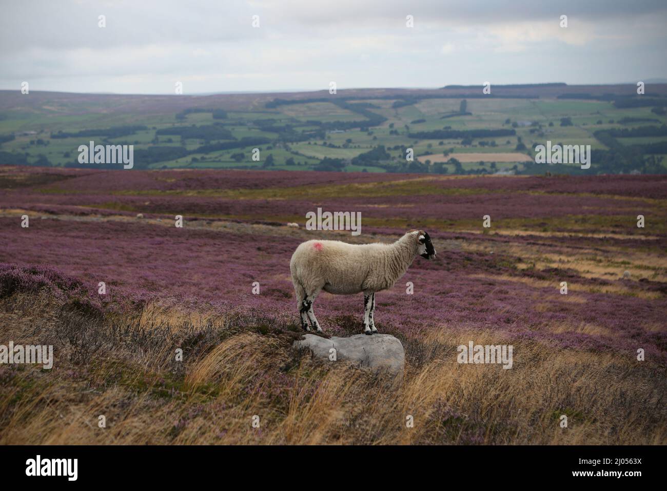 Moutons sur Ilkley Moor dans l'ouest du Yorkshire. Banque D'Images