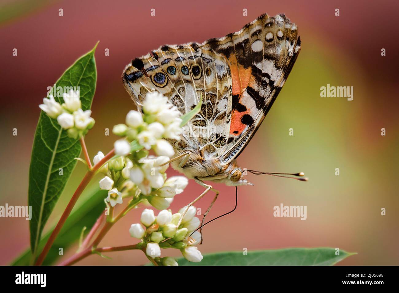 Un papillon peint se nourrit d'un groupe de fleurs. Vue latérale avec ailes fermées. Banque D'Images