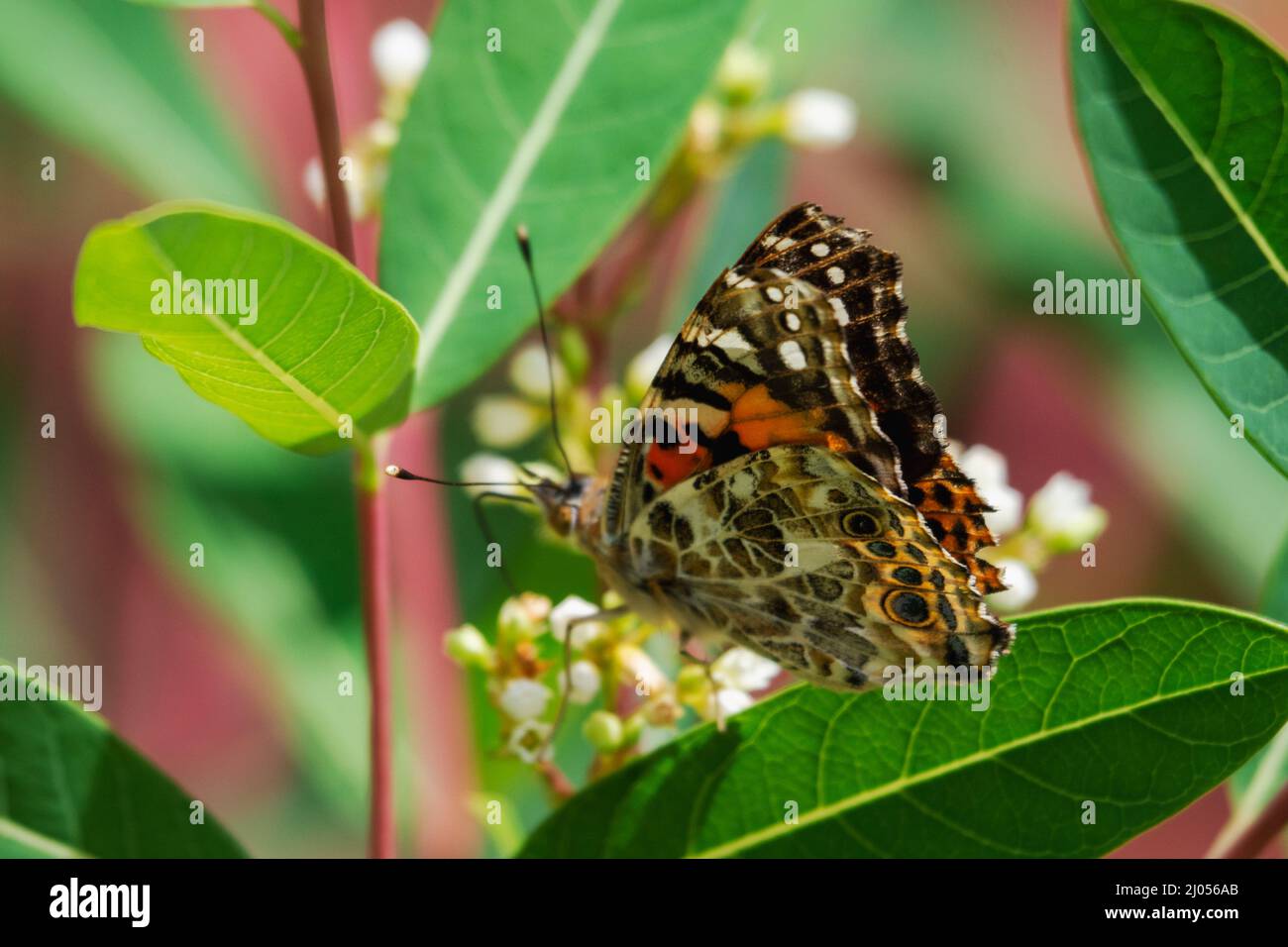 Un papillon peint de dame se nourrit de fleurs. Vue de dessus vers le bas avec l'arrière des ailes en évidence. Banque D'Images