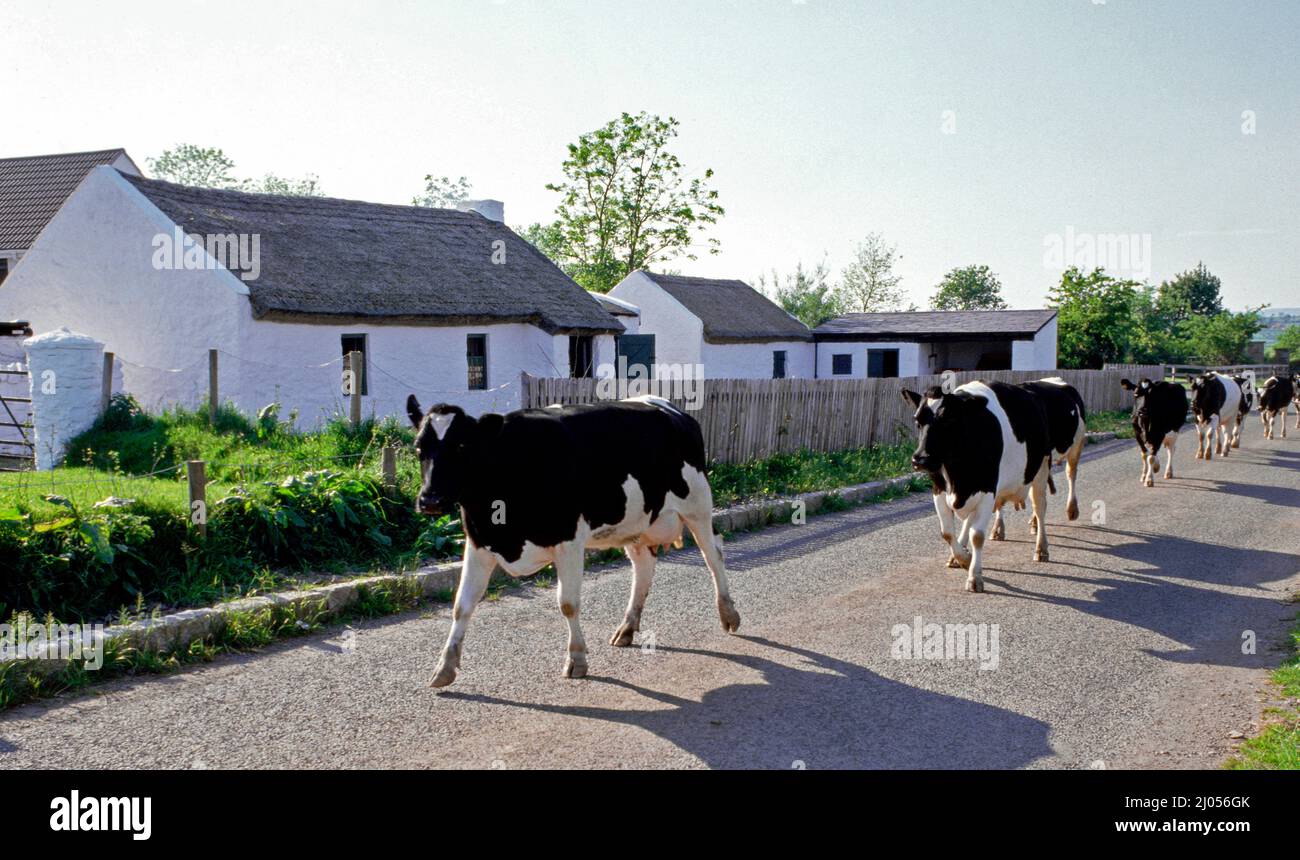 Vaches sur leur chemin pour se promener le long d'une ferme traditionnelle dans le comté de Tyrone , Irlande du Nord Banque D'Images