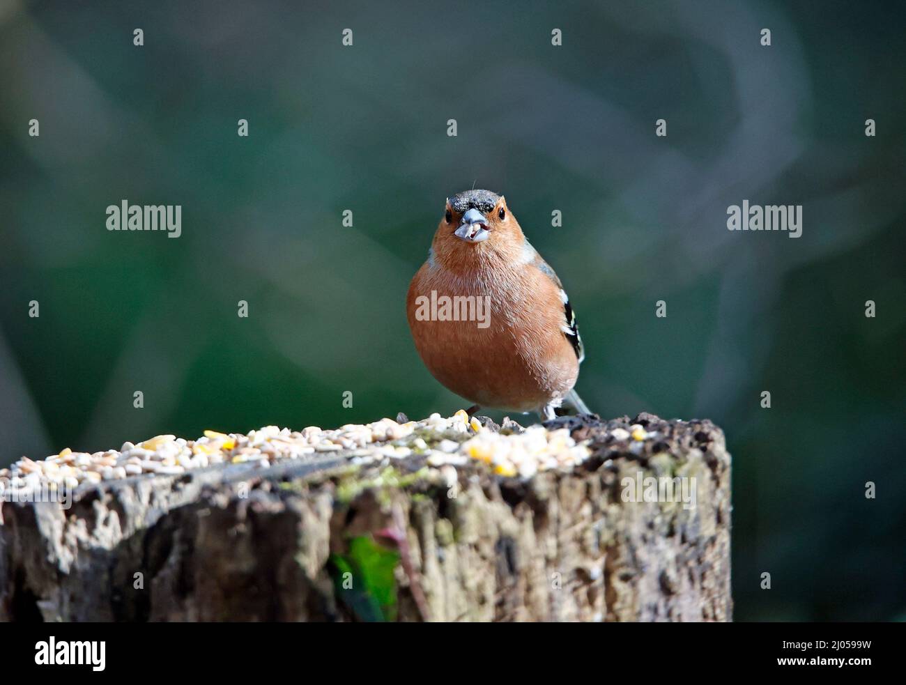 Chaffinch mâle dans un site d'alimentation en bois Banque D'Images