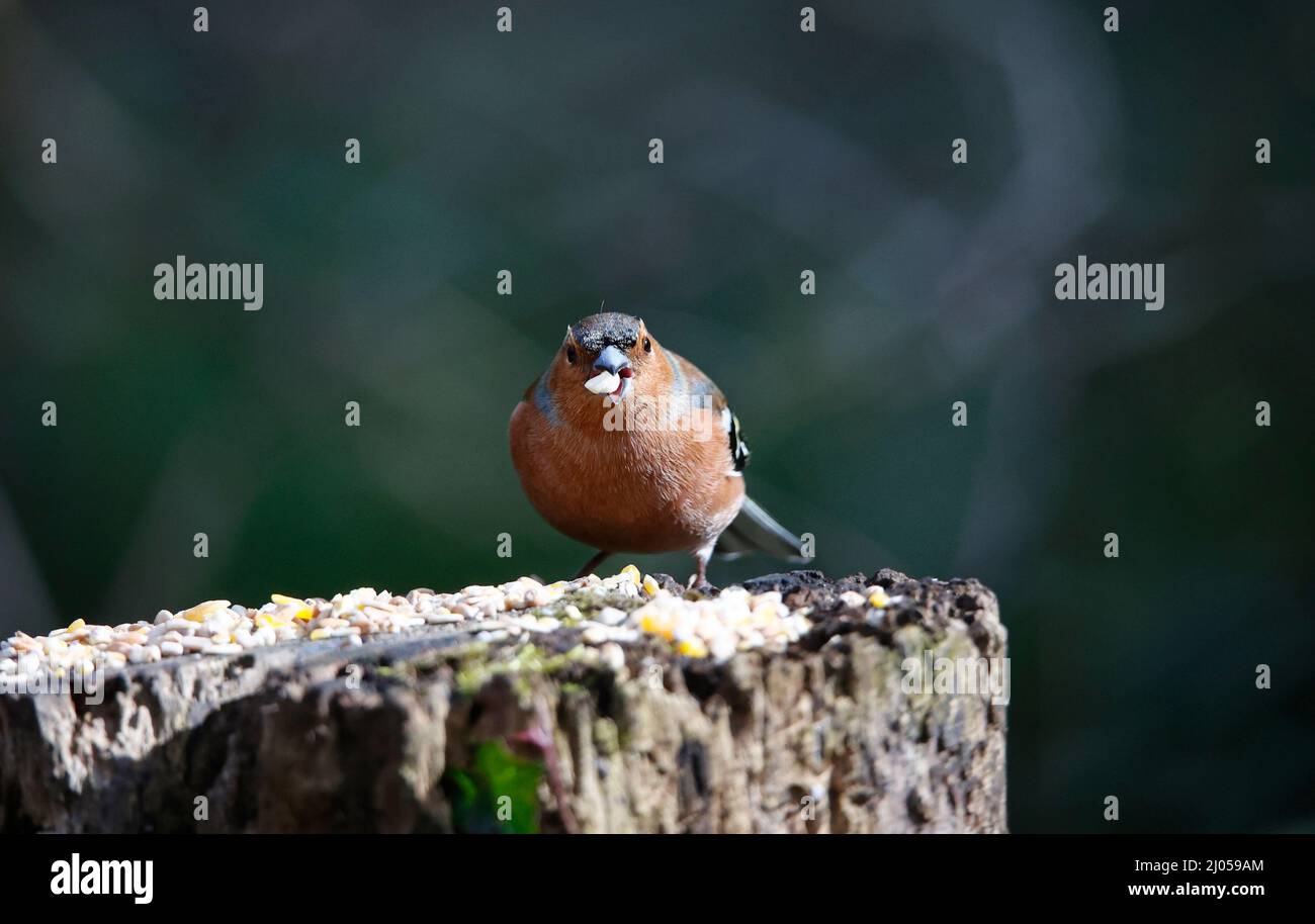 Chaffinch mâle dans un site d'alimentation en bois Banque D'Images