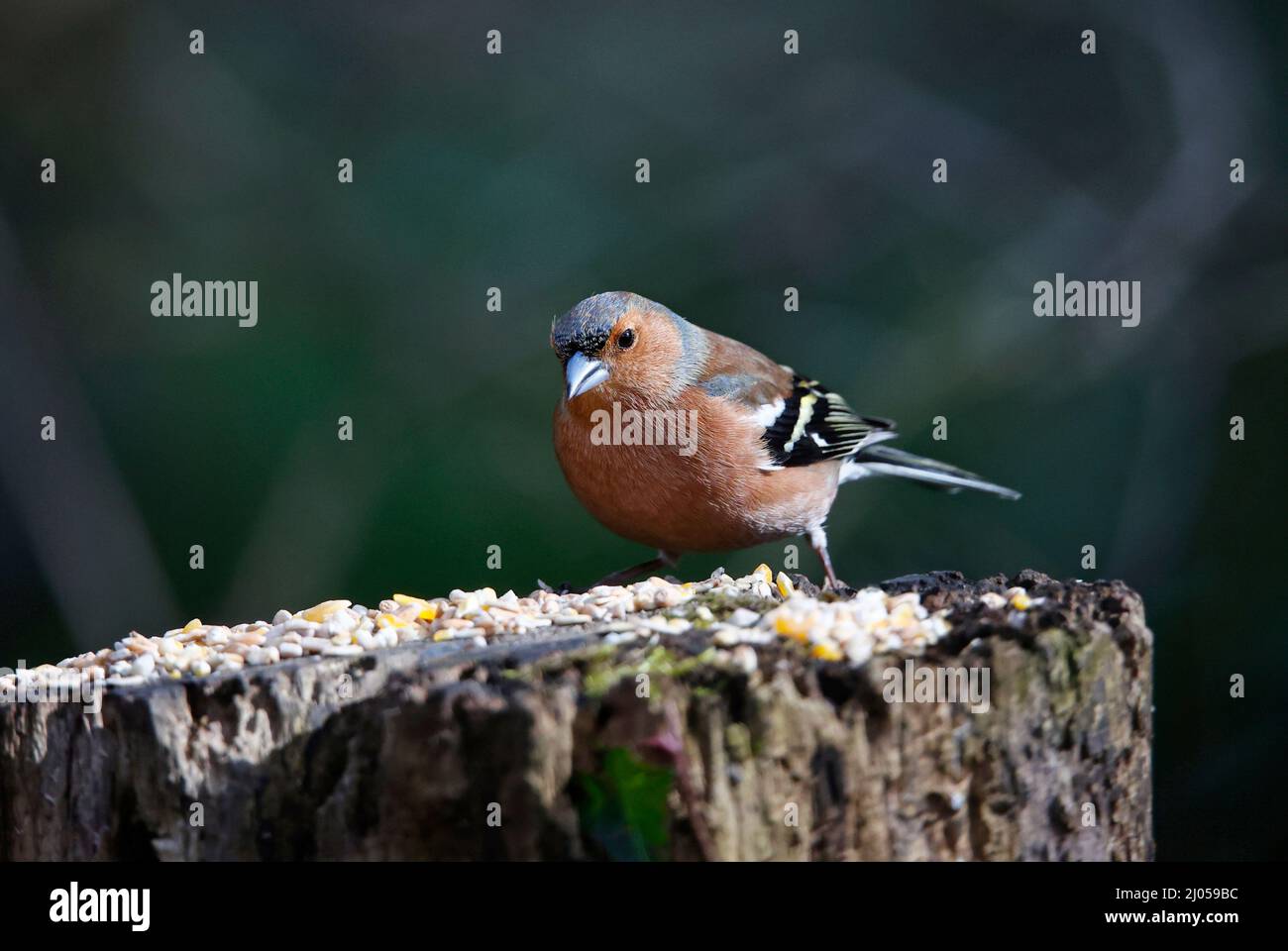 Chaffinch mâle dans un site d'alimentation en bois Banque D'Images