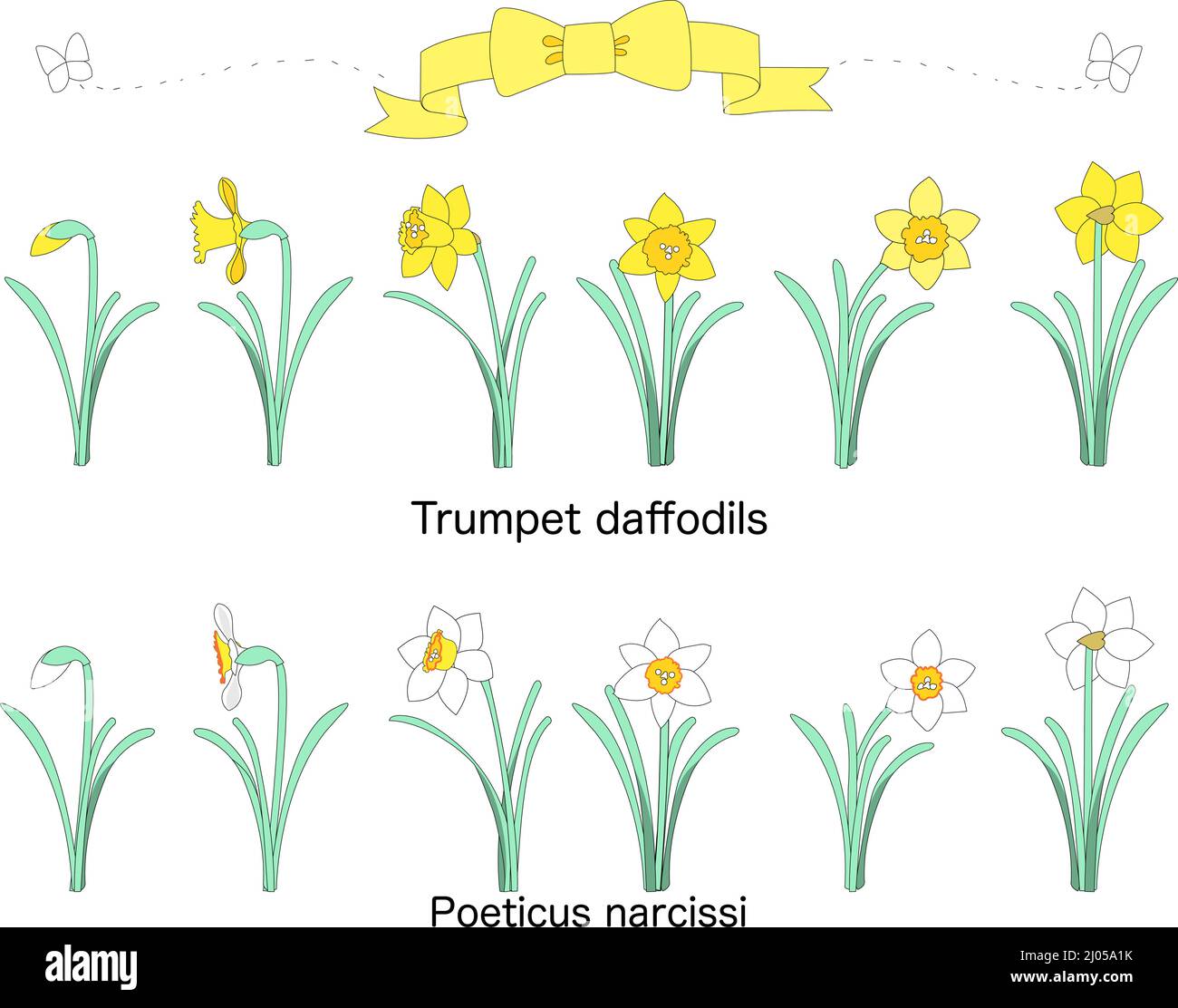 Une collection de ruban jaune, de papillon blanc, de jonquilles en trompette et de narcissi Poeticus Banque D'Images