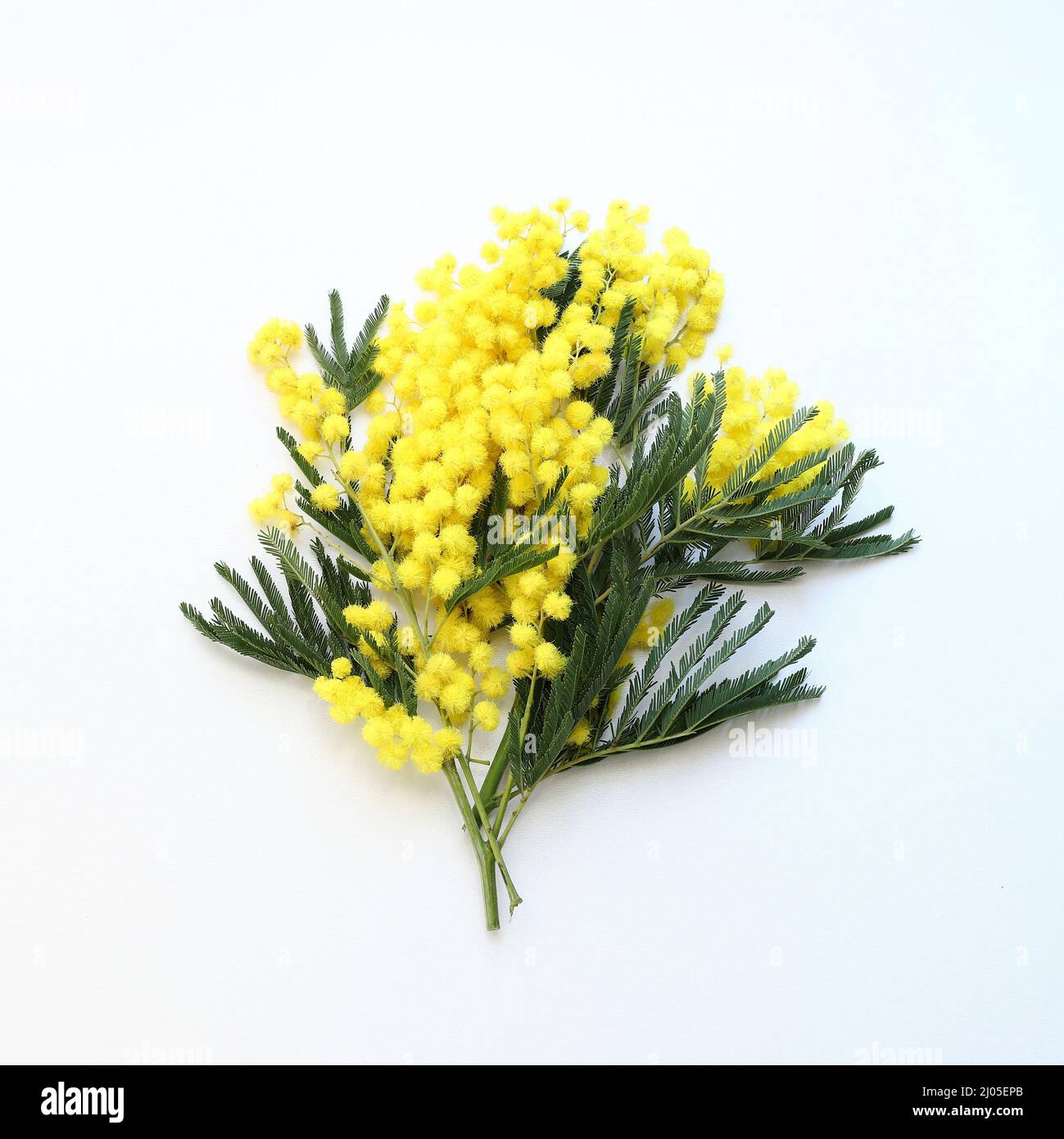 Branche de mimosa isolée sur fond blanc. Directement au-dessus. Banque D'Images