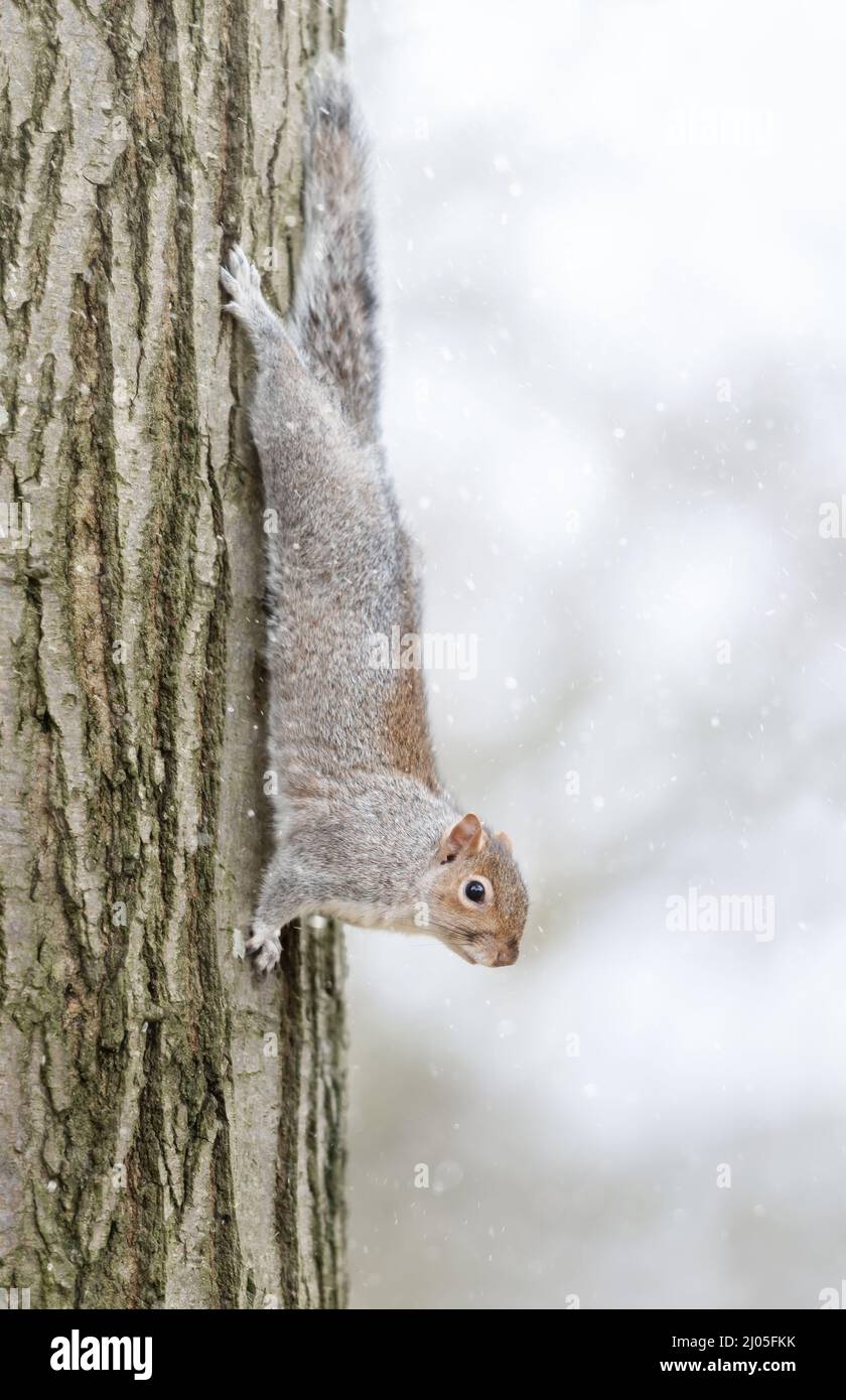 Gros plan d'un écureuil gris sur un tronc d'arbre en hiver, au Royaume-Uni. Banque D'Images