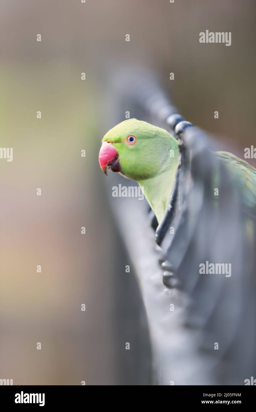 Gros plan d'un Parakeet à col en anneau perché sur une clôture en métal, Royaume-Uni. Banque D'Images