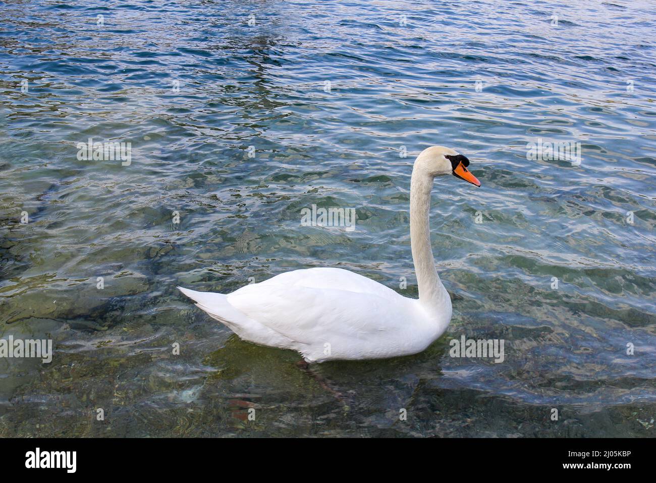 Swan - Balance écologique sur le lac bien protégé de Constance, en Europe Banque D'Images